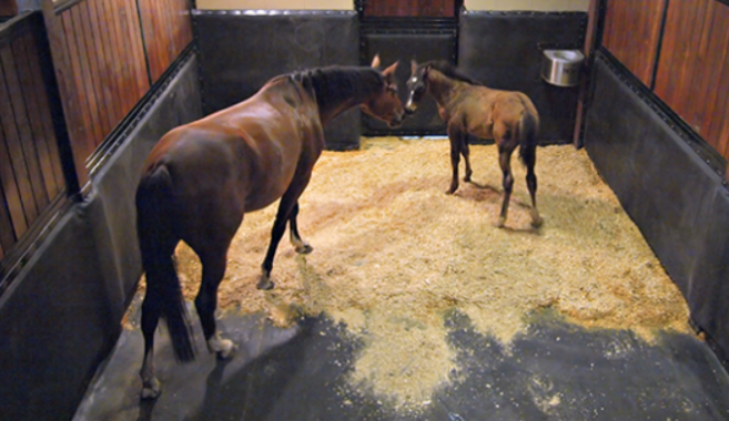 Matrassen voor paarden