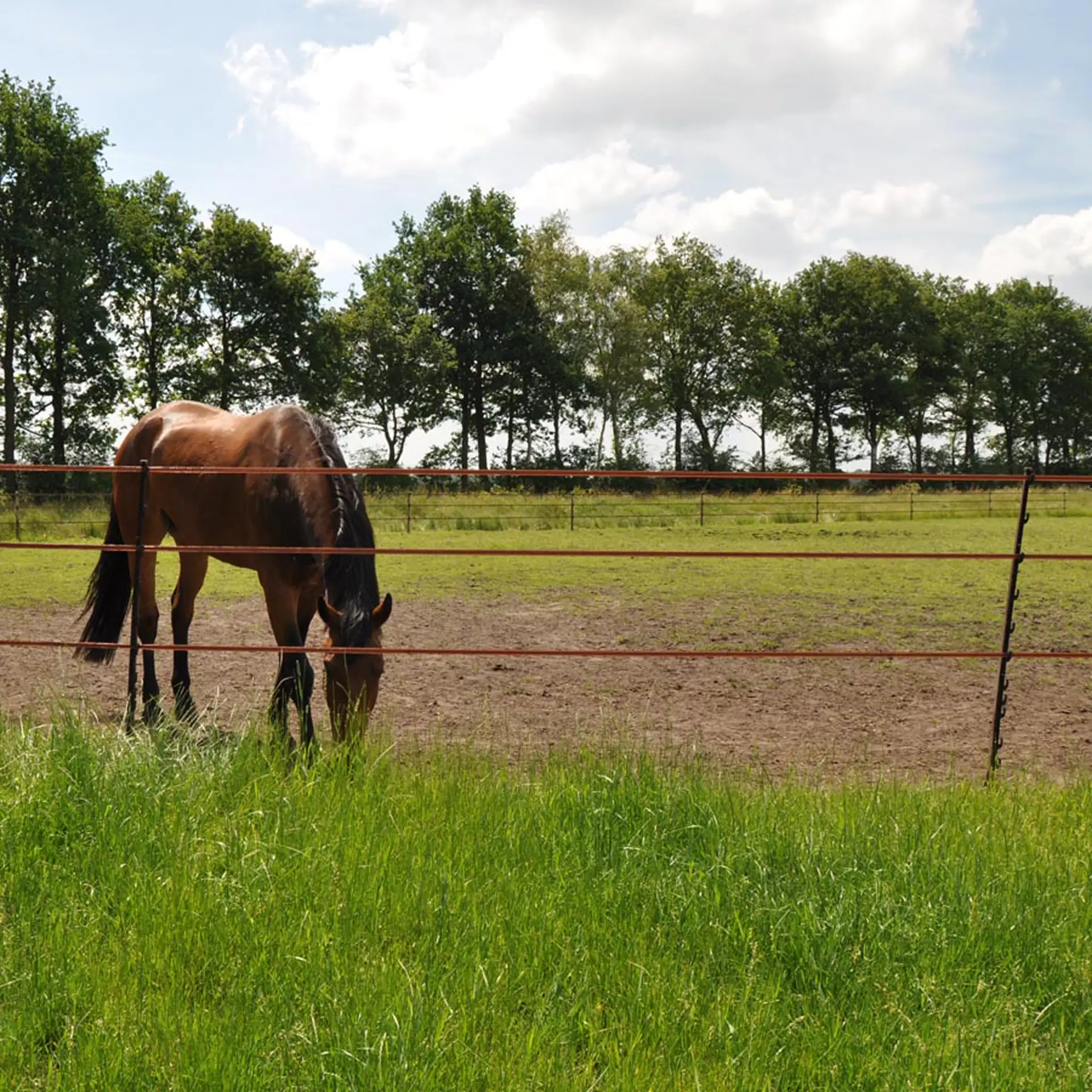 Stijgbeugelpaal 1,55m wit (5 stuks) voor mobiele rasters Stijgbeugelpaal 1,55m wit (5 stuks) voor mobiele rasters - Afbeelding 5
